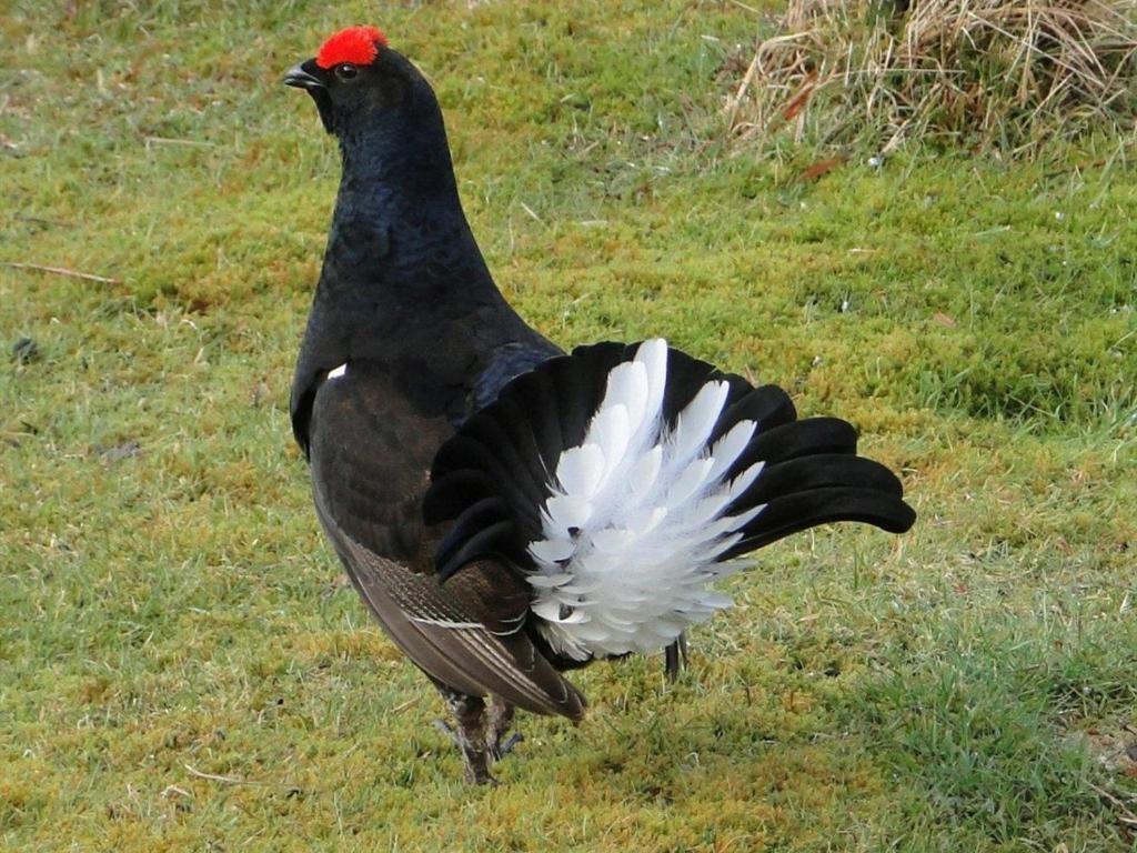 Binnilidh Mhor B&B Glenmoriston Kültér fotó