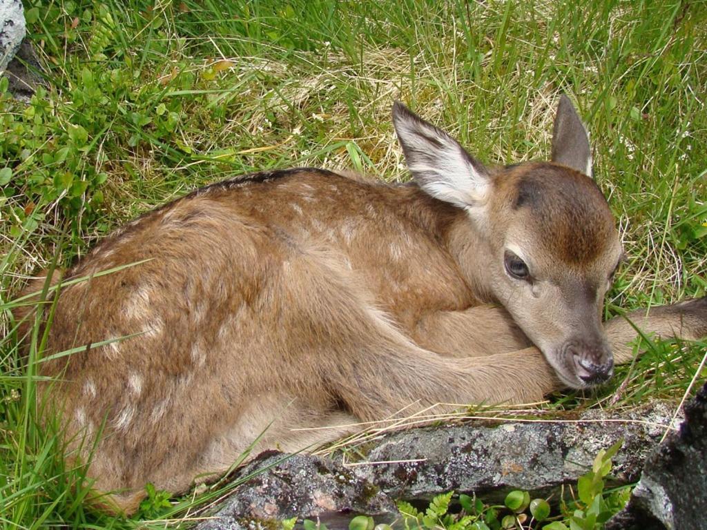 Binnilidh Mhor B&B Glenmoriston Kültér fotó